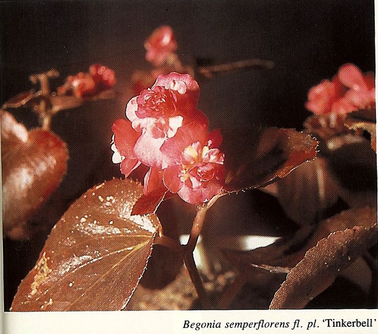 B. ‘Tinkerbelle’